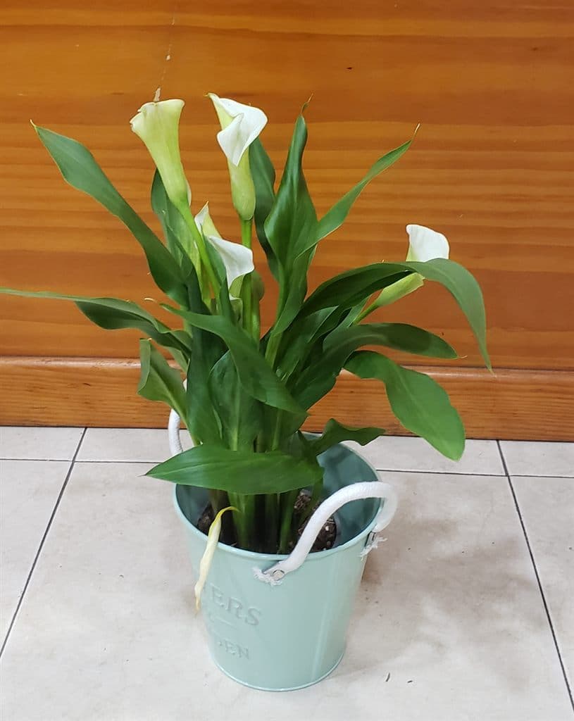 Planta de calas blancas en maceta disponible en Salceda de Caselas