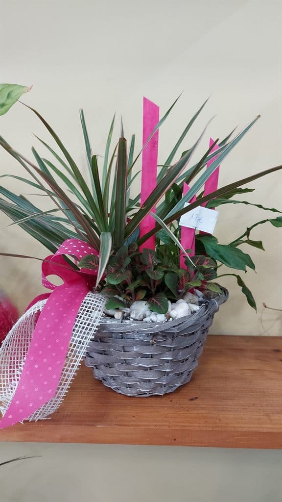 Cesta de plantas decorada con lazo para regalo en Salceda de Caselas