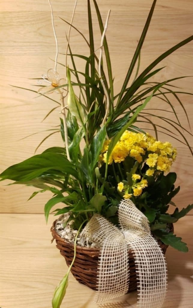 Cesta con plantas verdes y flores amarillas en Salceda de Caselas