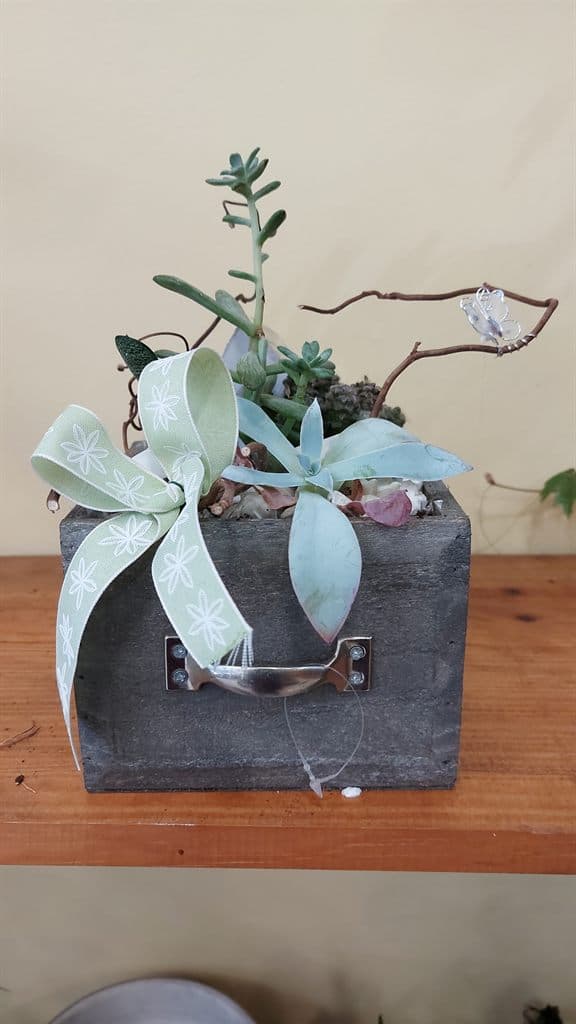 Composición de plantas suculentas en caja decorativa en Salceda de Caselas