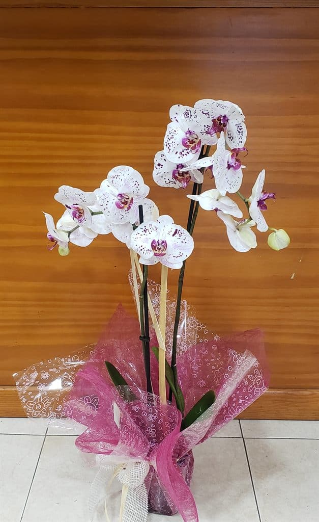 Orquídea blanca preparada para regalo en Salceda de Caselas