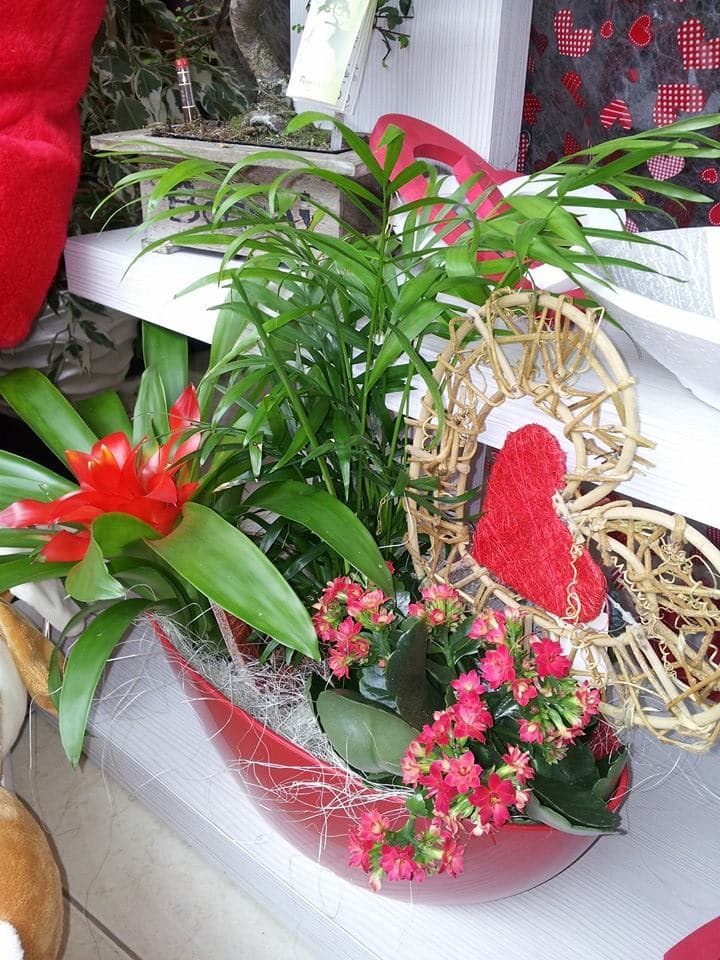 Flores y plantas a la venta en Salceda de Caselas