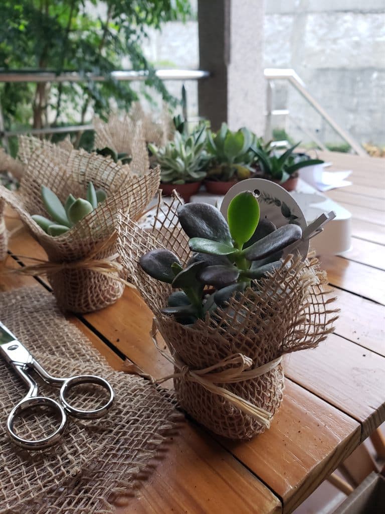 Plantas suculentas envueltas en yute en Salceda de Caselas