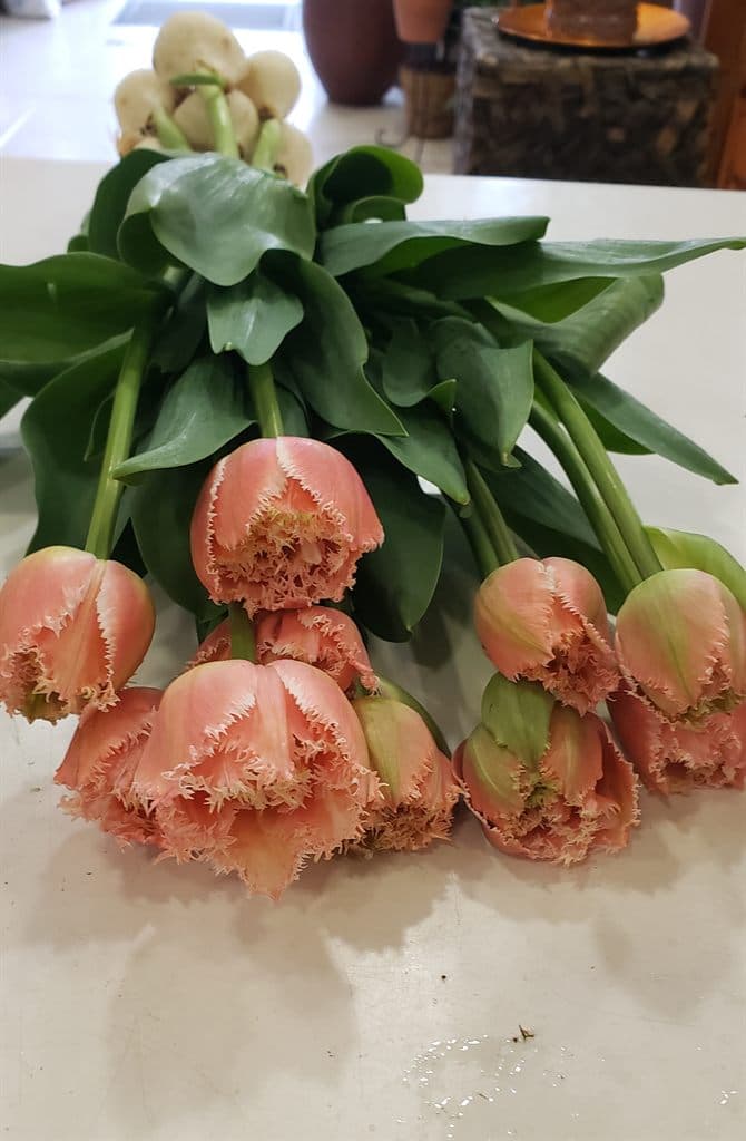 Tulipanes frescos recién llegados a nuestra floristería en Salceda de Caselas