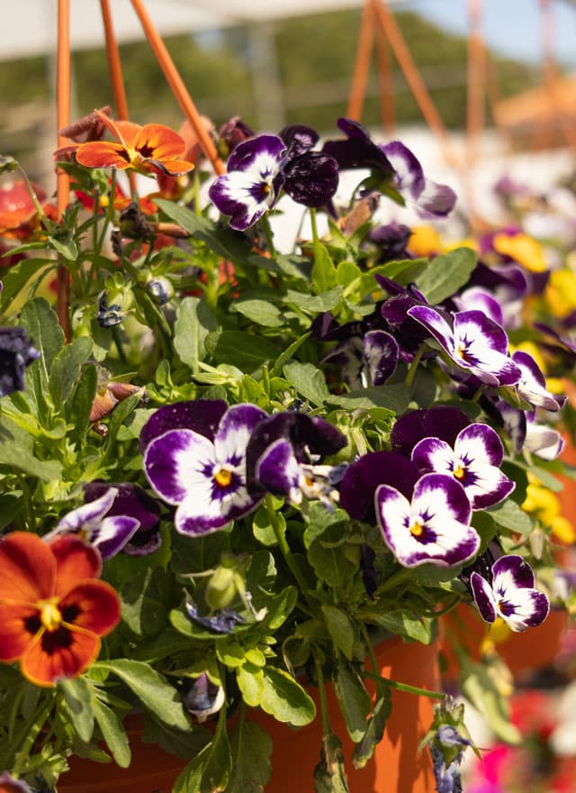 Flores y plantas en Salceda de Caselas