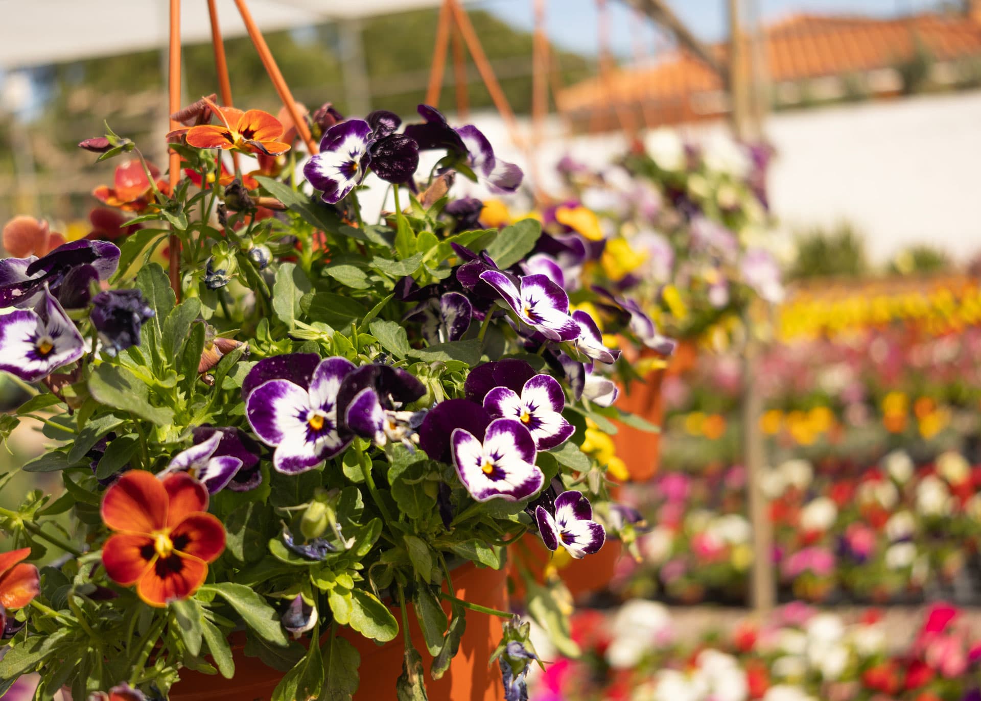 Flores y plantas en Salceda de Caselas